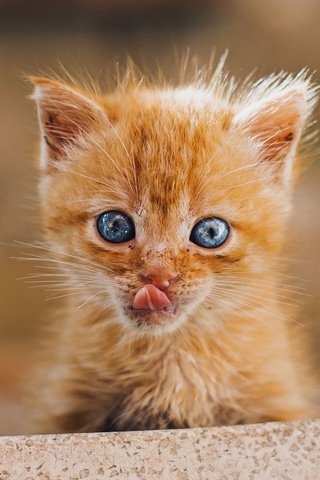 Обои мордочка, рыжий котенок, облизывается, muzzle, ginger kitten, licked разрешение 1920x1200 Загрузить