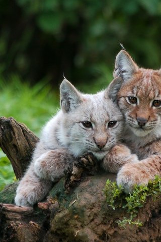 Обои рысь, парочка, рыси, рысята, lynx, a couple, the lynx разрешение 2560x1440 Загрузить