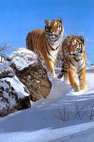 Обои снег, зима, тигры, snow, winter, tigers разрешение 3498x2524 Загрузить