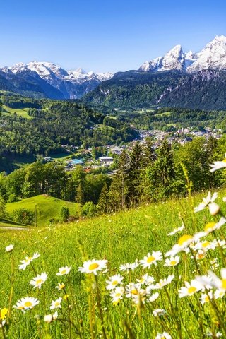 Обои цветы, трава, горы, природа, зелень, лето, ромашки, снежные вершины, flowers, grass, mountains, nature, greens, summer, chamomile, snowy peaks разрешение 5616x3159 Загрузить