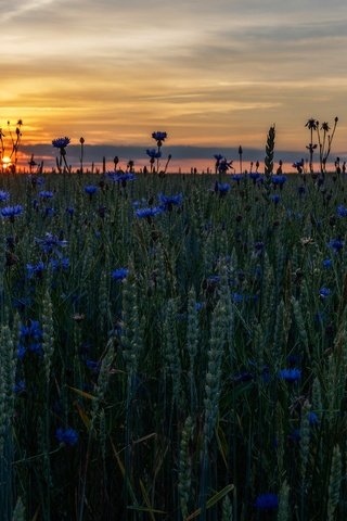 Обои колосья, небо, пшеница, цветы, много, вечер, солнце, синие, закат, васильки, поле, злаки, горизонт, пшеничное поле, лето, ears, the sky, wheat, flowers, a lot, the evening, the sun, blue, sunset, cornflowers, field, cereals, horizon, wheat field, summer разрешение 5793x3259 Загрузить