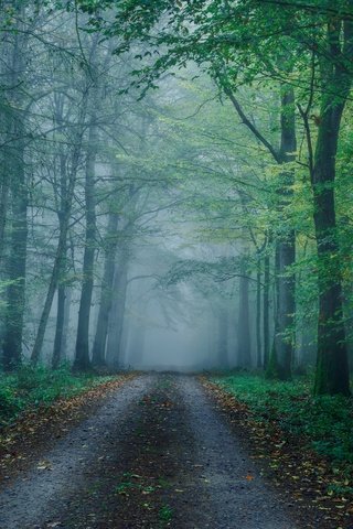 Обои лес, туман, осень, forest, fog, autumn разрешение 6000x4000 Загрузить