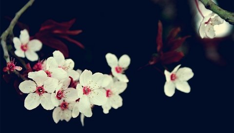 Обои цветы, ветка, вишня, сакура, белые, flowers, branch, cherry, sakura, white разрешение 1920x1200 Загрузить