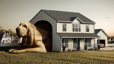 Обои fred perrot, собака, дом, будка, dog, house, booth разрешение 2000x1500 Загрузить