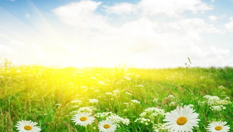 Обои цветы, макро, фото, поле, сад, ромашка, ромашки, flowers, macro, photo, field, garden, daisy, chamomile разрешение 2560x1600 Загрузить