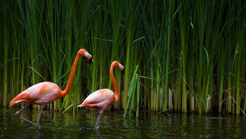 Обои озеро, фламинго, птицы, калифорния, тростник, sacramento zoo, lake, flamingo, birds, ca, cane разрешение 2560x1600 Загрузить