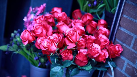 Обои розы, стена, ведра, rozy, vedra, stena, roses, wall, bucket разрешение 2856x2000 Загрузить