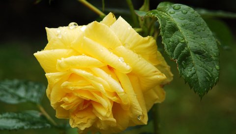 Обои листья, цветок, роса, капли, розы, желтые, роза желтая, leaves, flower, rosa, drops, roses, yellow, rose yellow разрешение 3008x2000 Загрузить