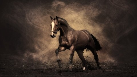 Обои конь, жеребец, мустанг, horse, stallion, mustang разрешение 2560x1600 Загрузить