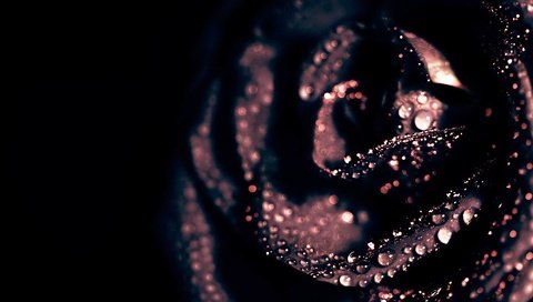 Обои цветок, капли, роза, лепестки, черный, черный фон, flower, drops, rose, petals, black, black background разрешение 1920x1200 Загрузить