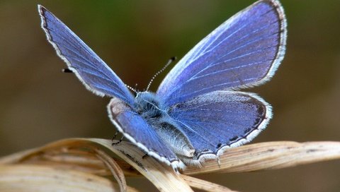 Обои макро, насекомое, синий, бабочка, крылья, лист, macro, insect, blue, butterfly, wings, sheet разрешение 1920x1440 Загрузить