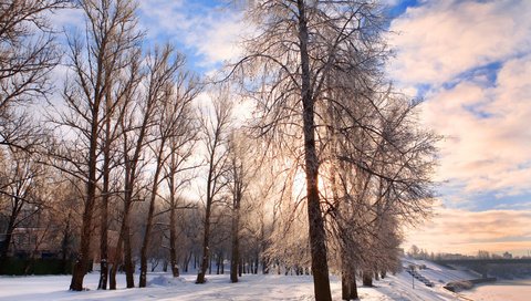 Обои деревья, снег, природа, зима, парк, trees, snow, nature, winter, park разрешение 2560x1600 Загрузить