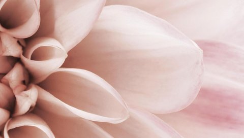 Обои макро, цветок, лепестки, розовый, нежность, macro, flower, petals, pink, tenderness разрешение 1920x1080 Загрузить