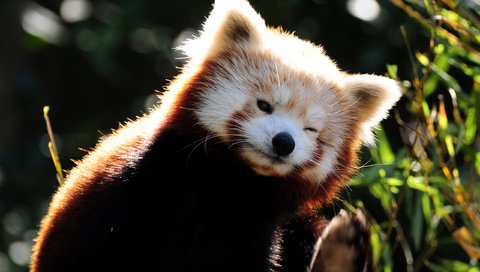 Обои животные, прикольно, енот, красная панда, малая панда, animals, cool, raccoon, red panda разрешение 2560x1600 Загрузить