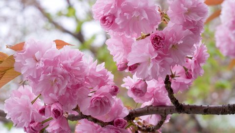 Обои цветение, ветки, весна, вишня, сакура, flowering, branches, spring, cherry, sakura разрешение 1920x1200 Загрузить
