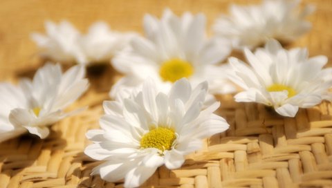 Обои цветы, лепестки, ромашка, белые, flowers, petals, daisy, white разрешение 1920x1200 Загрузить