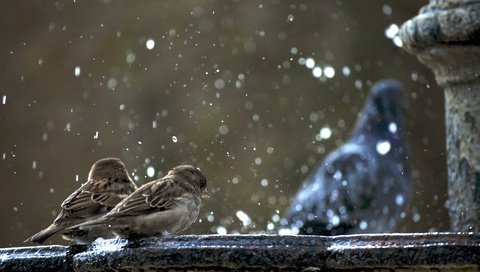 Обои фонтан, птицы, воробей, голубь, воробьи, гуля не в фокусе, fountain, birds, sparrow, dove, sparrows, ghoul is not in focus разрешение 3872x2592 Загрузить