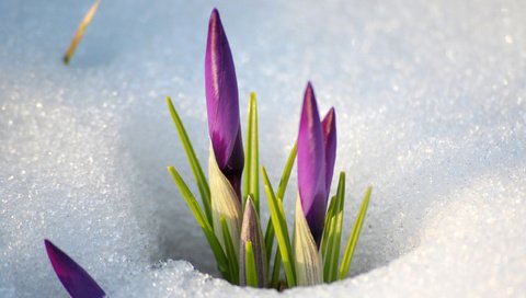 Обои цветы, снег, весна, стебель, подснежники, крокусы, flowers, snow, spring, stem, snowdrops, crocuses разрешение 2560x1600 Загрузить