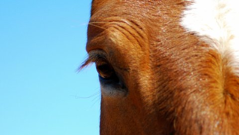 Обои лошадь, конь, крупным планом, horse, closeup разрешение 2560x1600 Загрузить