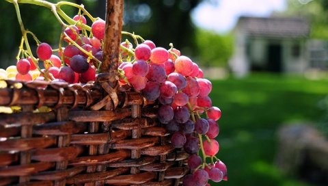 Обои солнце, виноград, корзина, ягоды, the sun, grapes, basket, berries разрешение 3288x2153 Загрузить
