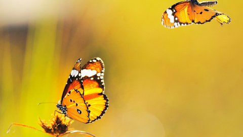 Обои желтый, фон, бабочки, летают, yellow, background, butterfly, fly разрешение 2560x1800 Загрузить