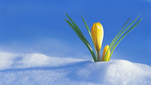 Обои снег, весна, первый крокус, радостно, snow, spring, the first crocus, happily разрешение 1920x1080 Загрузить