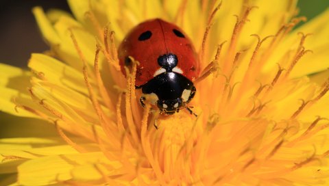 Обои жук, насекомое, цветок, божья коровка, одуванчик, beetle, insect, flower, ladybug, dandelion разрешение 1920x1200 Загрузить