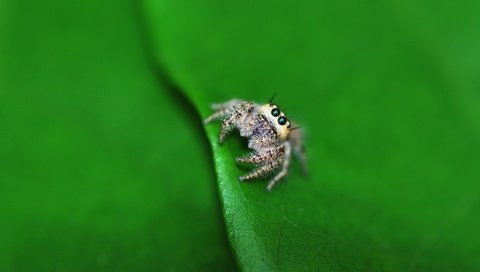 Обои глаза, маленький, лист, насекомые, паук, лапки, паучок, eyes, small, sheet, insects, spider, legs разрешение 1920x1200 Загрузить