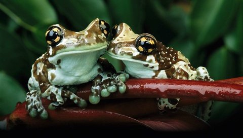 Обои животные, любовь, лягушки, земноводные, бесхвостые, animals, love, frogs, amphibians, tailless разрешение 1920x1200 Загрузить