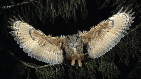 Обои ночь, сова, лес, полет, крылья, птица, филин, night, owl, forest, flight, wings, bird разрешение 1920x1080 Загрузить
