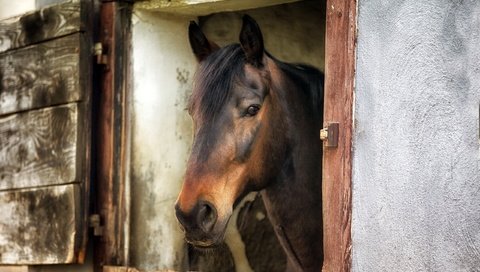 Обои морда, лошадь, фон, взгляд, окно, конь, жеребец, красавец, face, horse, background, look, window, stallion, handsome разрешение 2560x1600 Загрузить