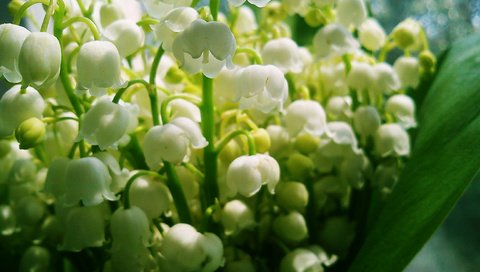 Обои цветы, ландыши, белые, makro, cvet, bliki, flowers, lilies of the valley, white разрешение 2592x1944 Загрузить