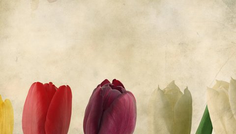 Обои фон, тюльпаны, background, tulips разрешение 3466x1342 Загрузить