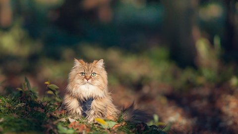 Обои трава, кот, кошка, осень, пушистый, рыжий, grass, cat, autumn, fluffy, red разрешение 2048x1398 Загрузить