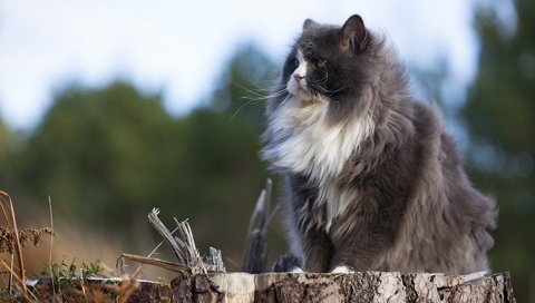 Обои природа, кот, кошка, пушистый, серый, сидит, пенек, nature, cat, fluffy, grey, sitting, stump разрешение 1920x1200 Загрузить