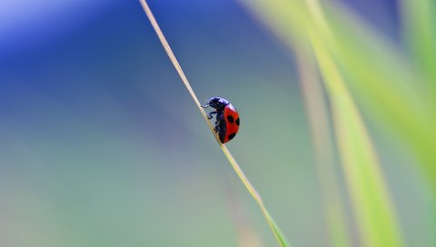 Обои природа, макро, фон, насекомые, божья коровка, травинка, nature, macro, background, insects, ladybug, a blade of grass разрешение 2560x1600 Загрузить