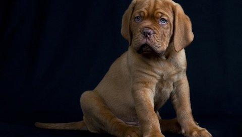 Обои собака, щенок, черный фон, бордоский дог, dog, puppy, black background, dogue de bordeaux разрешение 2091x1440 Загрузить