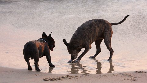 Обои море, песок, пляж, собаки, sea, sand, beach, dogs разрешение 1920x1200 Загрузить