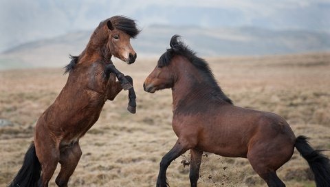 Обои небо, горы, природа, поле, лошади, кони, копыта, жеребцы, the sky, mountains, nature, field, horse, horses, hooves, stallions разрешение 2560x1600 Загрузить