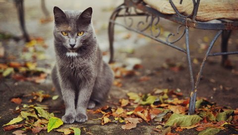 Обои листья, кошка, осень, улица, leaves, cat, autumn, street разрешение 1920x1200 Загрузить