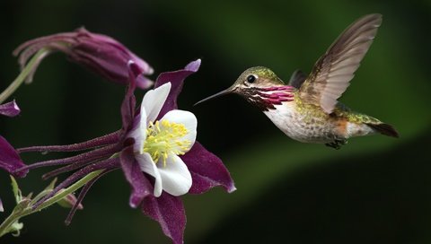 Обои полет, цветок, крылья, птица, клюв, перья, колибри, flight, flower, wings, bird, beak, feathers, hummingbird разрешение 2048x1372 Загрузить