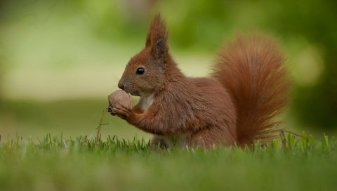 Обои трава, природа, лето, белка, орех, grass, nature, summer, protein, walnut разрешение 1920x1200 Загрузить