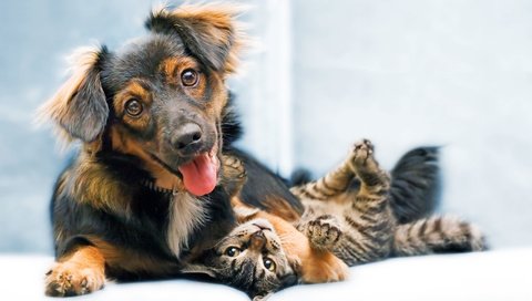 Обои кошка, собака, друзья, cat, dog, friends разрешение 6358x4100 Загрузить