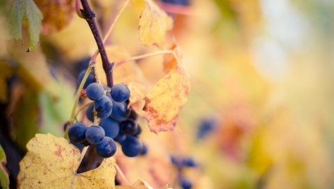 Обои листья, виноград, осень, leaves, grapes, autumn разрешение 1920x1080 Загрузить