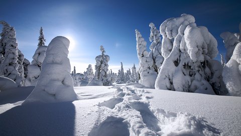 Обои деревья, снег, зима, финляндия, trees, snow, winter, finland разрешение 1920x1200 Загрузить