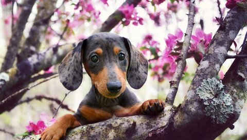 Обои взгляд, собака, весна, такса, цветущее дерево, look, dog, spring, dachshund, flowering tree разрешение 2048x1383 Загрузить