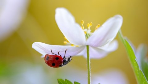 Обои природа, макро, насекомое, цветок, белый, божья коровка, nature, macro, insect, flower, white, ladybug разрешение 2047x1182 Загрузить