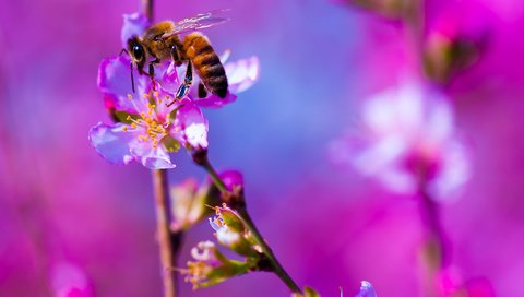 Обои цветы, макро, насекомое, фон, пчела, flowers, macro, insect, background, bee разрешение 2048x1363 Загрузить