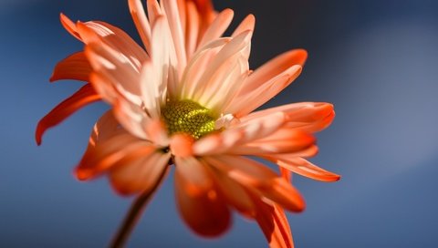 Обои фон, цветок, лепестки, стебель, маргаритка, susan newgewirtz, background, flower, petals, stem, daisy разрешение 2048x1367 Загрузить