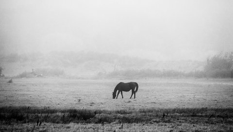 Обои лошадь, утро, чёрно-белое, мерзлота, черно- белый, horse, morning, black and white, permafrost разрешение 2048x1152 Загрузить